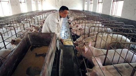 猪价大跌!今日猪价行情最新生猪价格表 10月11日猪肉价格多少钱一斤 - 中国基因网