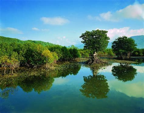 投入15.8亿元 广东修复保护红树林|广东省|湛江市_新浪新闻
