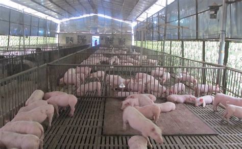 夏季猪场的消毒方法及要点-农技学堂 - 惠农网