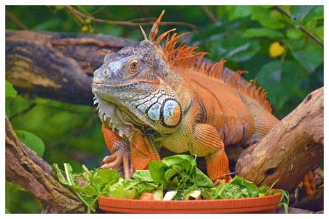 Leguan Foto & Bild | tiere, wildlife, amphibien & reptilien Bilder auf ...
