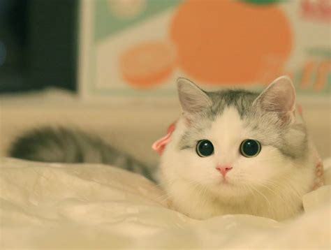 如何防止猫在床上拉屎，怎么阻止猫咪在床上拉屎-酷派宠物网