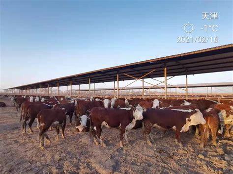 畜牧全产业链_我们提供了什么_ 中澳农牧业有限公司官网