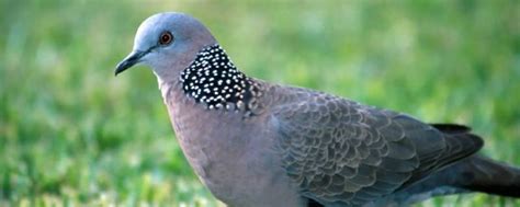野鸽子和斑鸠的区别，野鸽子是保护动物吗-农百科