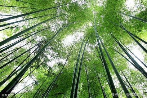 咸宁竹林经济可持续发展经验国际推广！面积超165万亩