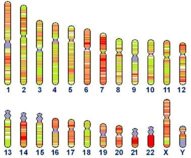 亲子鉴定之STR基因座检测-知识中心-中科基因