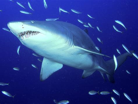 近距离摄影恐怖鲨鱼真貌 - 科学探索的日志 - 网易博客