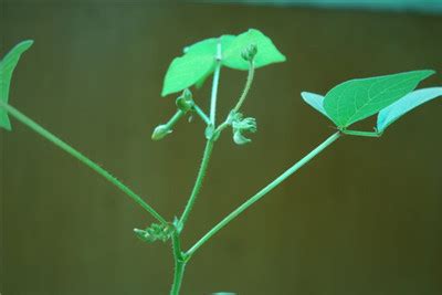 绿豆的生长过程 - 花百科