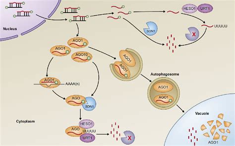 靶向调节miRNA的功能性小肽、其获得方法及其应用与流程