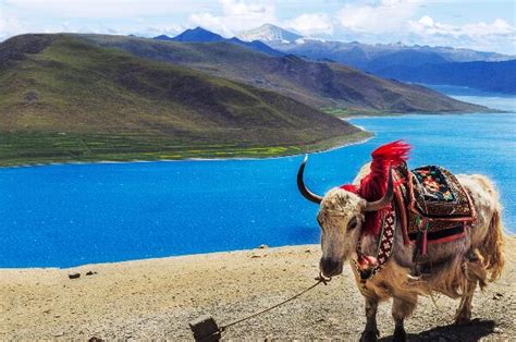 拉萨最新美食地图，2022年进藏旅游的吃货必看|拉萨|美食|西藏_新浪新闻