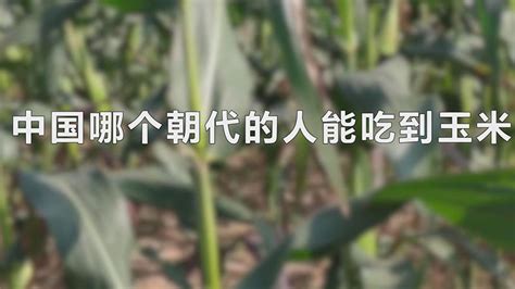 以下中国哪个朝代的人能吃到玉米 玉米什么年代传入中国_华夏智能网