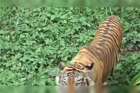 女子救下一只老虎,5年后再相遇，直接被老虎咬住脖子_老虎_脖子_女子