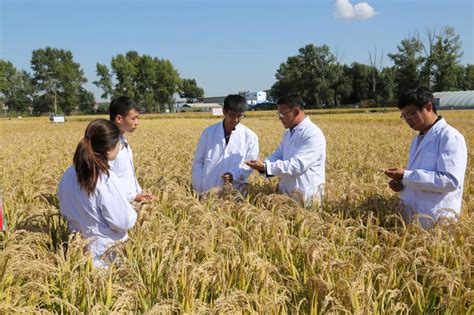 吉林农业大学作物育种取得新突破-吉林农业大学