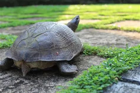 日本一只乌龟头上长出两只角 长一公分左右