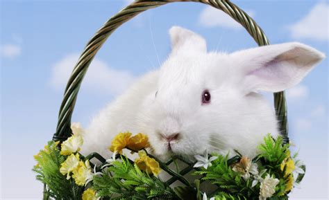 可爱草地小白兔壁纸 - 可爱草地小白兔手机壁纸 - 可爱草地小白兔手机动态壁纸 - 元气壁纸