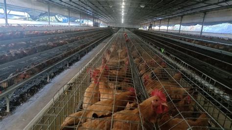 一人能养7.5万只鸡？看郏县90后“鸡司令”如何智慧养鸡-大河网