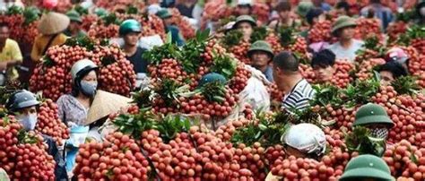 越南北江荔枝产量有望超16万吨，将开放更多口岸对华出口_中国_工贸_农产品