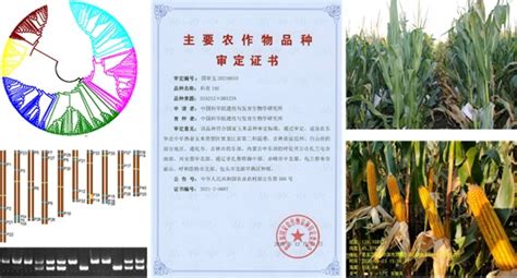 种业管理司:国家级稻、玉米品种审定标准解读_专题_资讯_种业商务网