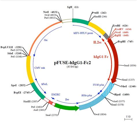 pFUSE-hIgG1-FC2 人源IgG1抗体表达质粒 IL-2信号肽HH-Z-071-质粒载体-ATCC-DSM-CCUG-泰斯拓生物