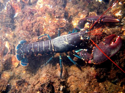 世界上最大的“龙虾王”：1米多长，重20公斤，能存活100年！|龙虾|米多|大龙虾_新浪新闻