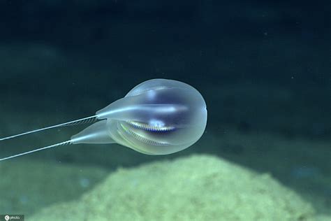 科学家发现海洋新物种：全透明水母 在海底最深处