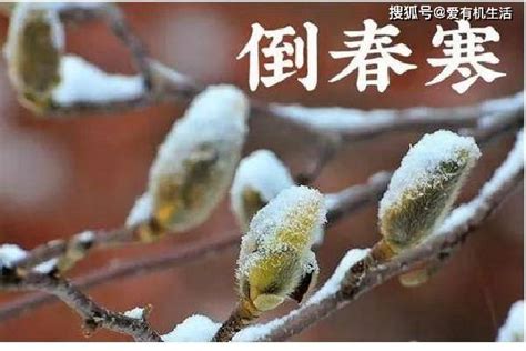 北国三月，春寒料峭。冰凌花冲破冻土冷雪，在凛冽的寒风中悄然开放
