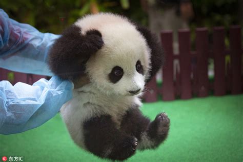 新生的大熊猫宝宝首次亮相|熊猫_新浪新闻