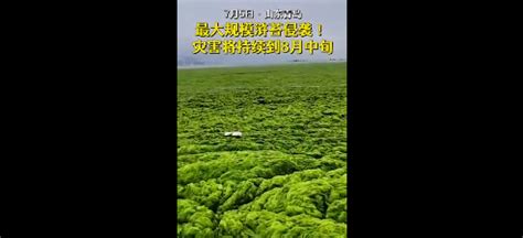 青岛近海海域遭大规模浒苔侵袭，已打捞约24万吨，将制成有机肥