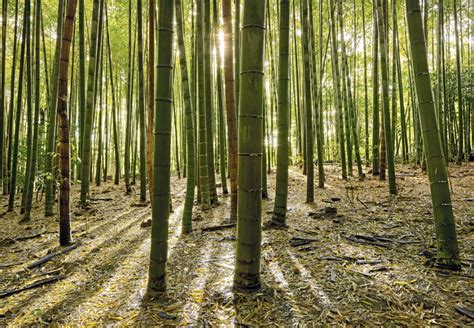 干货 | 史上超全竹类植物识别图鉴-绿宝园林网