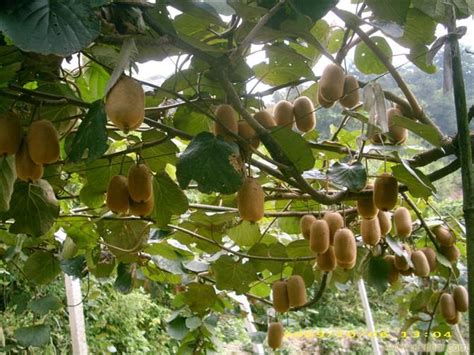 猕猴桃树几年结果？附猕猴桃的成熟时间和生长环境 - 农敢网