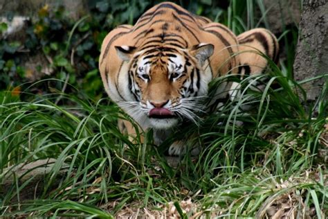 猫和老虎有什么不同（猫和老虎哪个先出现的） - 胖萌舍宠物网