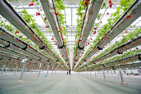 无土栽培技术-温室设施-北京新华农源温室工程技术有限公司