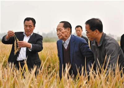 袁隆平团队是如何创水稻亩产纪录的？_新闻中心_中国网