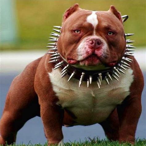 世界上最厉害的狗：比特犬好勇斗狠，战斗力强悍_巴拉排行榜