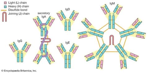 抗体的结构详解_化工仪器网
