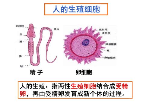 女性生殖器官结构图-生理结构图,_医学图库