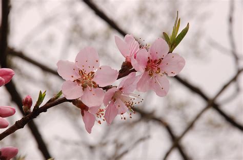 春天盛开的桃花 - 免费可商用图片 - cc0.cn