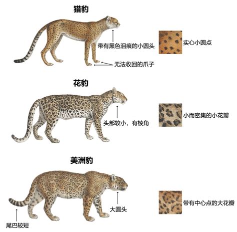 动物科普知识：如何快速分清花豹、猎豹和美洲豹的区别-深i科普