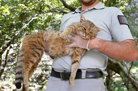 2007年3月15日世界自然基金会发现猫科新物种婆罗洲云豹 - 历史上的今天