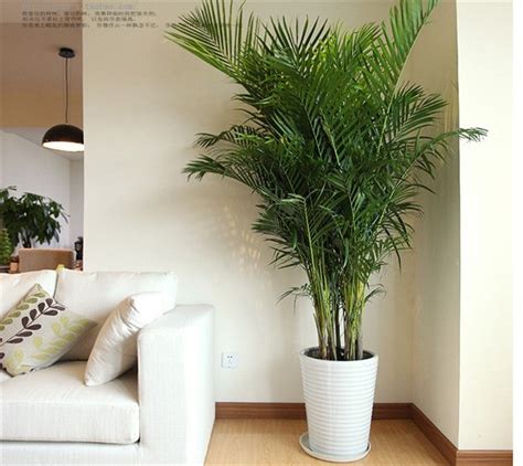 室内摆放的大型绿植,家庭养大型的绿植物好,适合室内高大绿植_大山谷图库