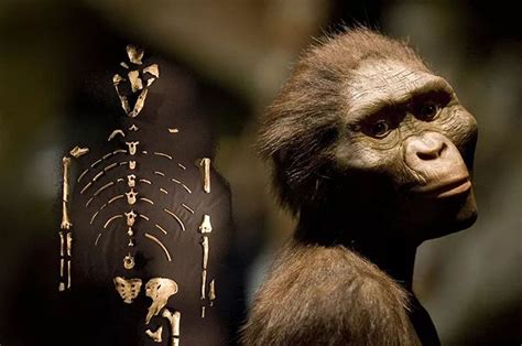 人类最早的祖先图片,祖先猿人的图片,最古老原始人的图片_大山谷图库