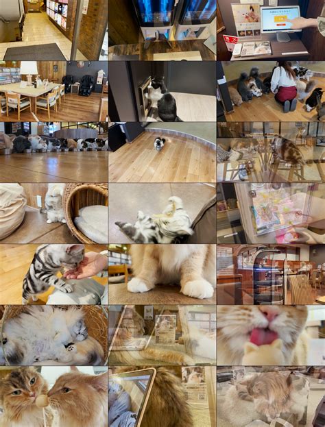 猫咪视频素材,日本咖啡馆里可爱的猫咪高清60帧-国外素材网