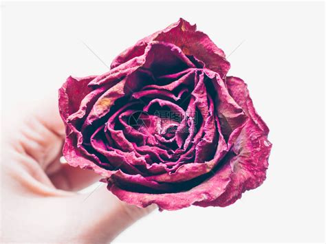 记忆损失的概念女人手拿着干红玫瑰花孤立在白色背景上心碎和失恋的传统象征生与死高清图片下载-正版图片506449772-摄图网