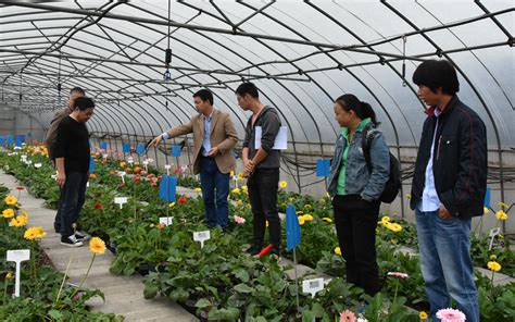 贵州：乌当现代高效农业花卉苗木示范园区育苗移栽忙 园林资讯