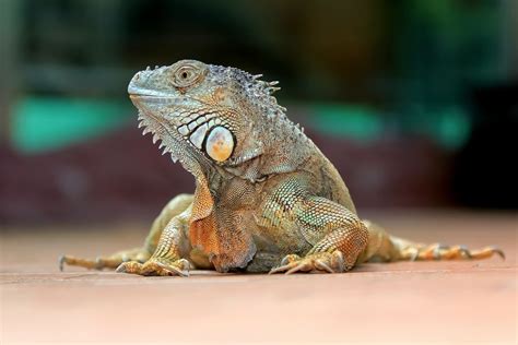 "grüner Leguan" Foto & Bild | tiere, zoo, wildpark & falknerei ...