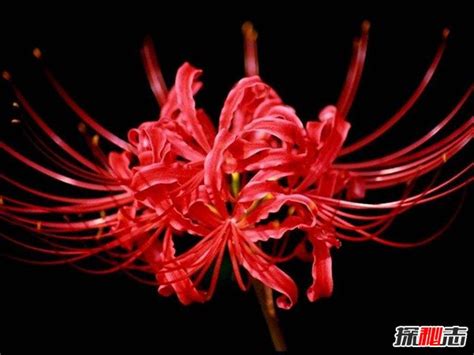 10种世界上最稀有的花~ - 知乎