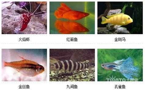 常见淡水鱼类名称及图片大全 - 百科 - 酷钓鱼