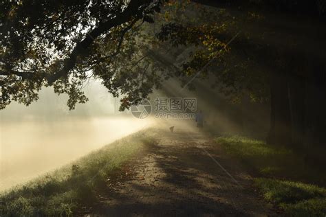 德国黑森林早晨的阳光透过的迷雾森林神奇的夏日早晨浪漫的背景日出前的阳光梦幻高清图片下载-正版图片506043220-摄图网