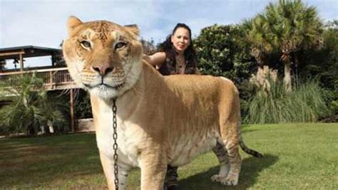 世界上最大猫科动物，重达1000斤，体型比老虎狮子大2倍？_腾讯视频