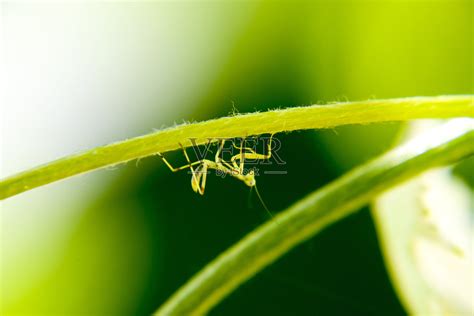 螳螂怎么孵化小螳螂-几十个刚孵出来的小螳螂怎么养？？？_补肾参考网