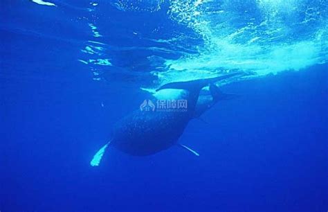 蓝鲸到底有多大，舌头上竟然可以站50个人_驱动中国